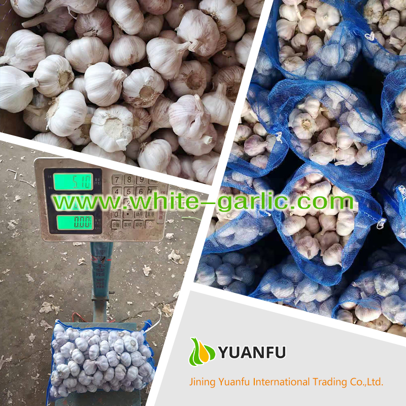 garlic exporters